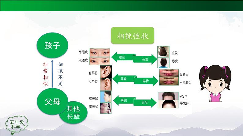 第二单元 后代与亲代 单元复习课件+教学设计08