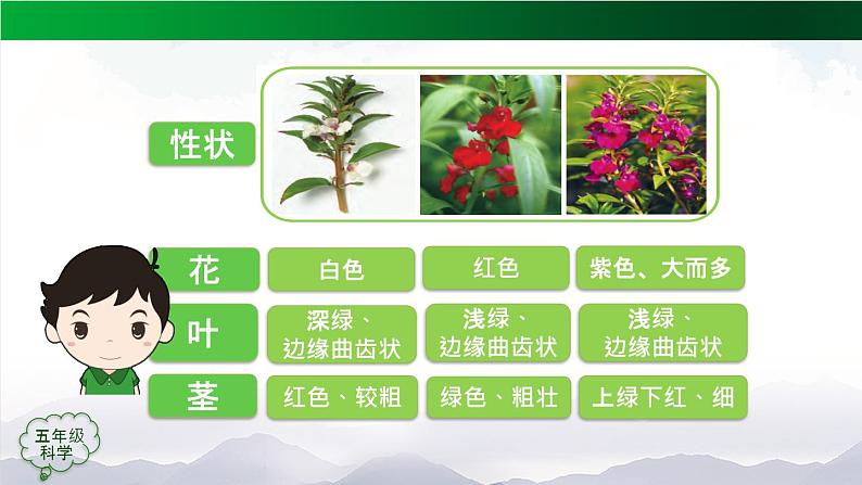 植物的后代与亲代PPT课件免费下载08