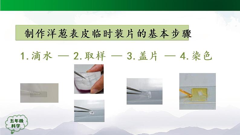 3.9 显微镜下的细胞 (第2课时) 课件+视频+教学设计+任务单+课后练习03