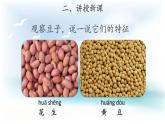 1.3 不一样的豆子 （课件12张PPT+教案）