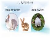 2.1 兔子 （课件14张PPT+教案+视频）