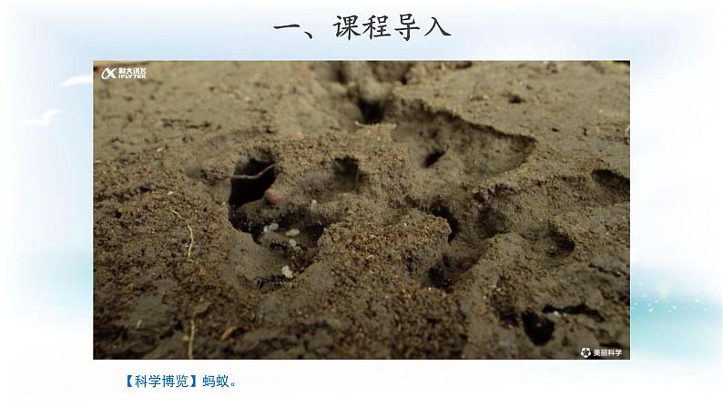 2.3  蚂蚁（ 课件19张PPT+教案+视频）03