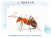 2.3  蚂蚁（ 课件19张PPT+教案+视频）