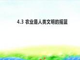 人教版四年级道法上册 农业是人类文明的摇篮 课件
