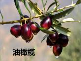 二年级上册道德与法治经典课件-14.家乡物产养育我-部编版(共44张PPT)