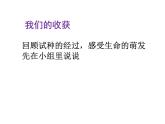 小学二年级下册道德与法治-4.试种一粒籽-部编(2份打包)ppt课件