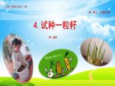 试种一粒籽PPT课件免费下载