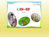 小学二年级下册道德与法治课件-4试种一粒籽-人教-(新版)(22张)ppt课件