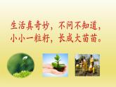 小学二年级下册道德与法治课件-4试种一粒籽-人教-(新版)(22张)ppt课件
