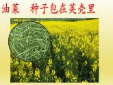 小学二年级下册道德与法治课件-4试种一粒籽-人教-(新版)(22张)ppt课件