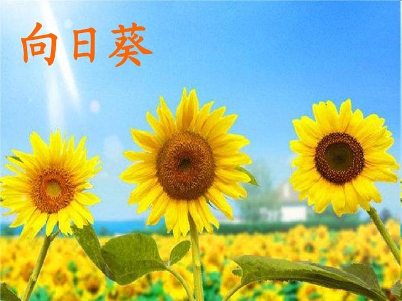 小学一年级下册道德与法治课件-《6.花儿草儿真美丽)部编版(1)课件08