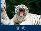 小学一年级下册道德与法治教学课件-7《可爱的动物》部编版(25张)课件