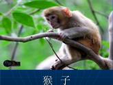 小学一年级下册道德与法治教学课件-7《可爱的动物》部编版(25张)课件