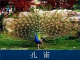 小学一年级下册道德与法治教学课件-7《可爱的动物》部编版(25张)课件
