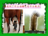 小学一年级下册道德与法治课件-7可爱的动物部编版(14张)课件