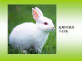 小学一年级下册道德与法治课件-7可爱的动物-我喜欢的动物部编版(21张)课件