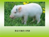 小学一年级下册道德与法治课件-7可爱的动物-我喜欢的动物部编版(21张)课件