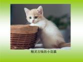小学一年级下册道德与法治课件-7可爱的动物-我喜欢的动物部编版(21张)课件
