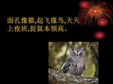小学一年级下册道德与法治课件-7可爱的动物部编版(35张)课件