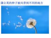 小学一年级下册品德-风儿轻轻吹(7)-部编ppt课件