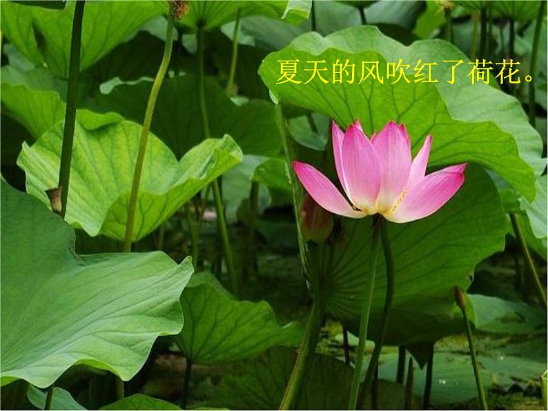 小学一年级下册品德-风儿轻轻吹(10)-部编ppt课件第6页