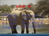 可爱的动物PPT课件免费下载