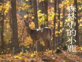小學(xué)一年級下冊道德與法治課件-8大自然-謝謝您部編版(24張)課件