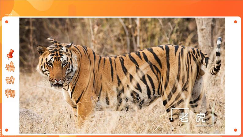 第二单元7 可爱的动物 2课时PPT课件+教案+素材04