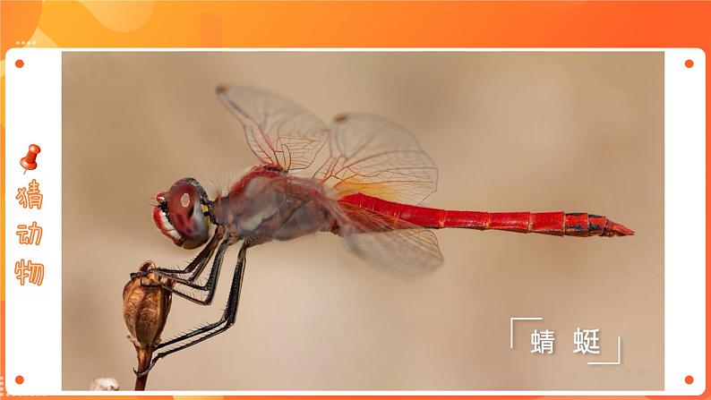 第二单元7 可爱的动物 2课时PPT课件+教案+素材06