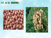 第4课 试种一粒籽 课件（共20张PPT）
