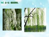 第4课 试种一粒籽 课件（共20张PPT）