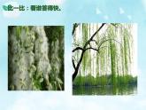 人教版（部編版五四制）小學(xué)道德與法治二年級下冊  4、試種一粒籽  課件