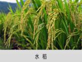 部编版 道德与法治 四年级下册 7 我们的衣食之源（课件）