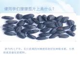 部编版 道德与法治 四年级下册 7 我们的衣食之源(2)（课件）