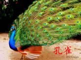 道德与法治一年级下册 7 可爱的动物(2)（课件）