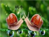 道德与法治一年级下册 7 可爱的动物(2)（课件）