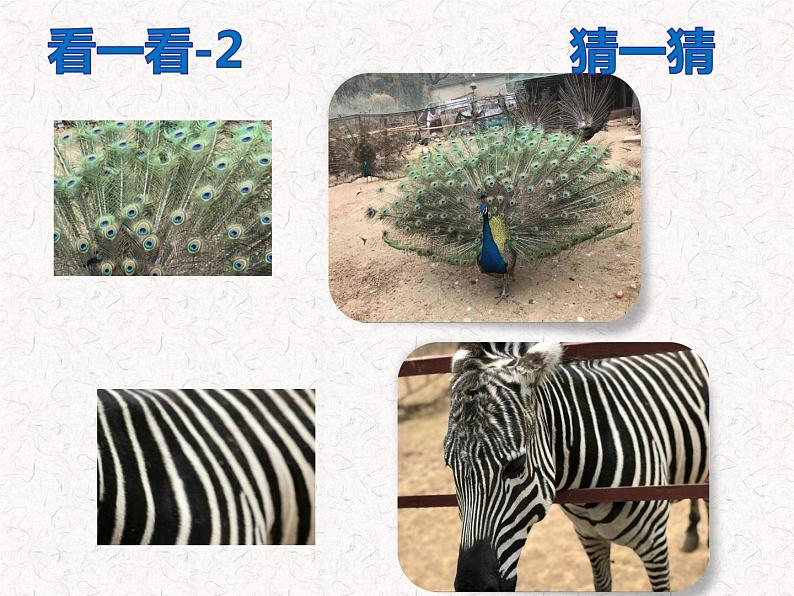 道德与法治一年级下册 7 《可爱的动物》课件PPT第5页