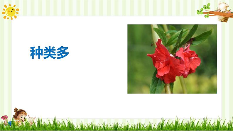 人教部编版一年级下册道德与法治课件-6花儿草儿真美丽（第一课时）第8页