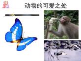 小学道德与法治人教版（部编）一年级下册 7可爱的动物 2 课件