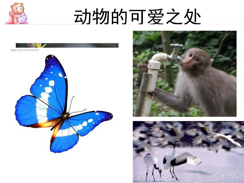 小学道德与法治人教版（部编）一年级下册 7可爱的动物 2 课件04