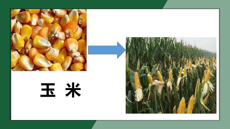 小学道德与法治人教版（部编）二年级下册 4试种一粒籽2 课件第4页