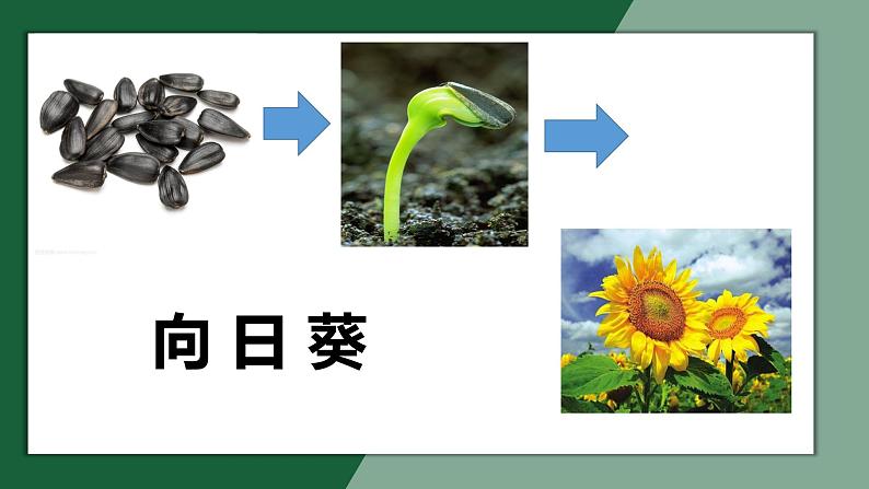 小学道德与法治人教版（部编）二年级下册 4试种一粒籽2 课件第6页