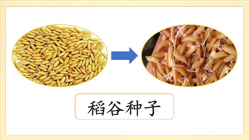 3.7《我们的衣食之源》第一课时 课件第5页