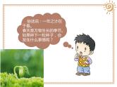 4试种一粒籽 - 副本课件PPT