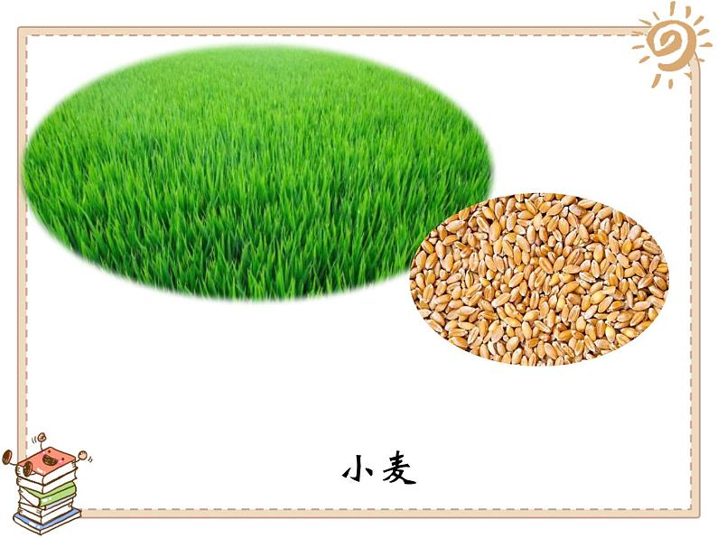 4试种一粒籽 - 副本课件PPT第5页