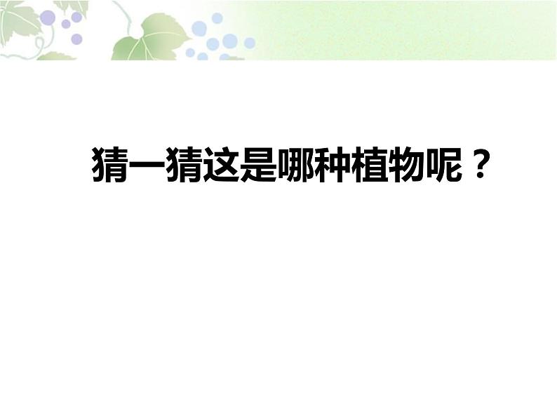 2022学年小学道德与法治统编版一年级下册第二单元《6花儿草儿真美丽》精优课件02