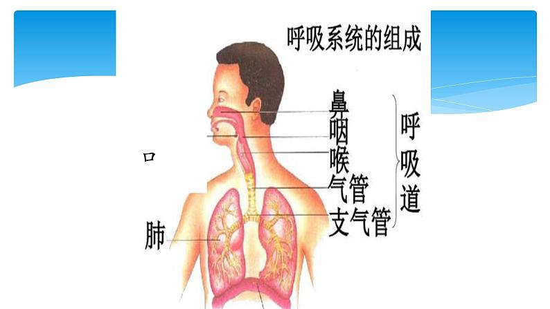 人教版（部编版）五年级上册道德与法治 3主动拒绝烟酒与毒品  课件第8页