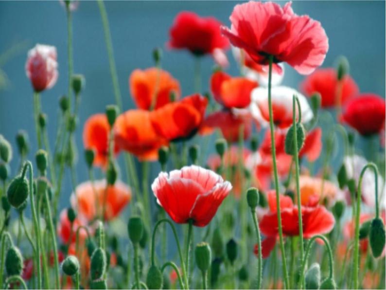 3.主动拒绝烟酒与毒品 第2课时 课件+教案03