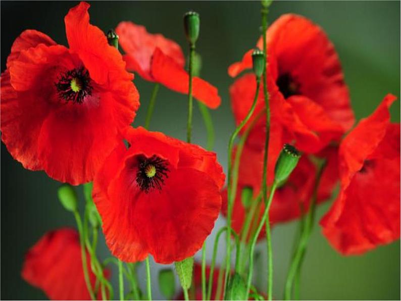 3.主动拒绝烟酒与毒品 第2课时 课件+教案04