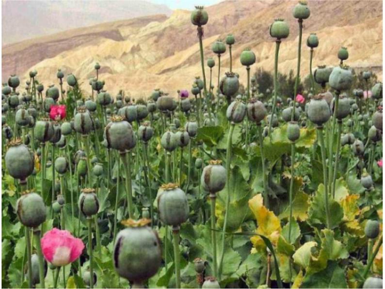 3.主动拒绝烟酒与毒品 第2课时 课件+教案05